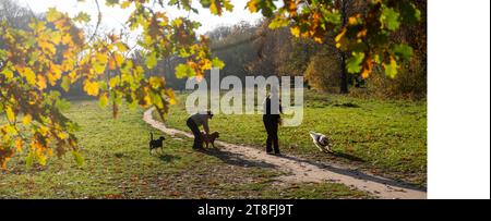 three dogs and two girls on field near colorful autumnal backlit oak leaves Stock Photo