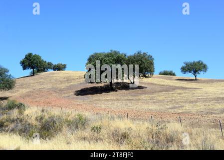 Evergreen oak Quercus ilex rotundifolia Stock Photo - Alamy