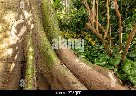 Highly textured, spiny, trunk of Kapok Tree, Ceiba Pentandra, with Farfugium Japonica flowering in the background. Natural commercial plant portrait. Stock Photo