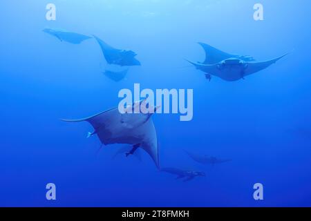 A captivating view of Mobula rays at different distances gliding through the misty blue waters near the Azores Islands Stock Photo