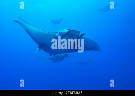 A Mobula ray swimming gracefully in the deep blue waters around the Azores Islands with faint silhouettes of other rays in the background Stock Photo