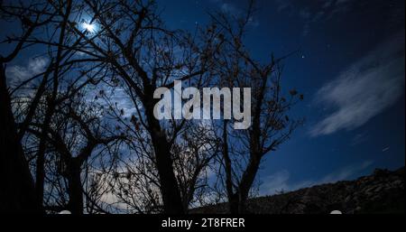 Variety of trees and thickets in a riparian habitat at Red Rock Canyon under a starry moonlit sky. Stock Photo