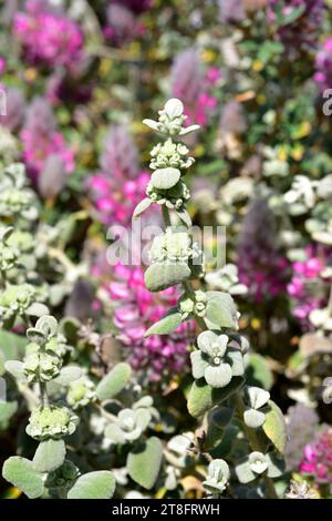 False dittany (Ballota pseudodictamnus or Pseudodictamnus mediterraneus) is a perennial plant native to eastern Mediterranean region. Stock Photo