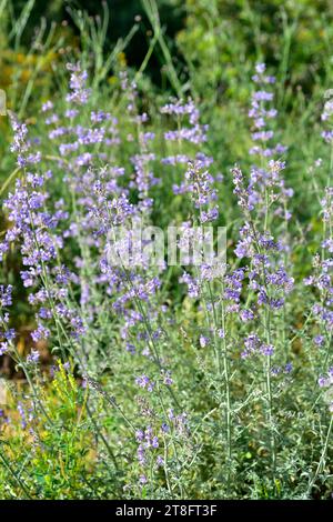 Lesser cat-mint (Nepeta nepetella amethystina or Nepeta nepetella aragonensis) is a perennial herb native to Spain, Morocco and Algeria. Stock Photo