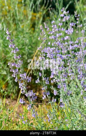 Lesser cat-mint (Nepeta nepetella amethystina or Nepeta nepetella aragonensis) is a perennial herb native to Spain, Morocco and Algeria. Stock Photo