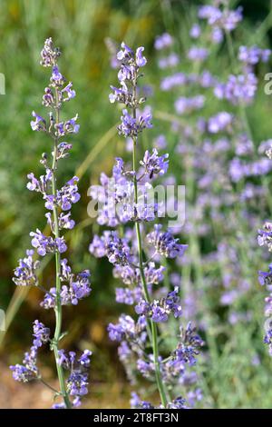 Lesser cat-mint (Nepeta nepetella amethystina or Nepeta nepetella aragonensis) is a perennial herb native to Spain, Morocco and Algeria. Stock Photo