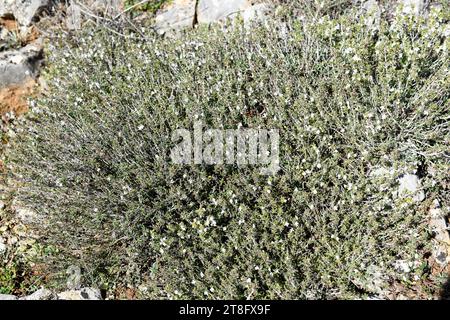 Tomillo fino (Thymus zygis) is an aomatic shrub native to Iberian Peninsula and northwestern Africa. This photo was taken in Aldealpozo, Soria, Castil Stock Photo