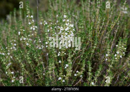 Tomillo fino (Thymus zygis) is an aromatic shrub native to Iberian Peninsula and northwestern Africa. This photo was taken in Malaga, Andalusia, Spain Stock Photo