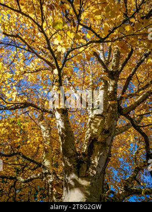 Birch tree Betula pendula in autumn  - Somerset UK Stock Photo