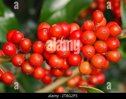 Holly Ilex aquifolium with newly ripened scarlet red berries - Somerset UK Stock Photo