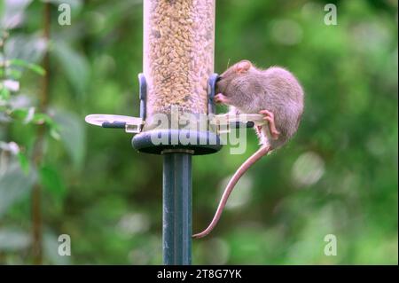 Young Brown Rat (Rattus norvegicus) eating seed from a garden bird feeder. September, Kent, UK Stock Photo