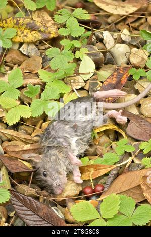 Dead mouse among autumn leaves, found in a garden after rain. November, Kent, UK Stock Photo