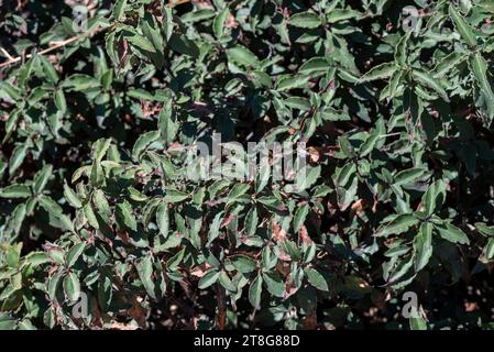 Laurel-leaf cistus, Cistus laurifolius. Photo taken in La Pedriza, Guadarrama Mountains National Park, Madrid, Spain Stock Photo