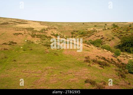 Sheep graze on rough grassland on the slopes of Lake Down in Dartmoor, Devon. Stock Photo