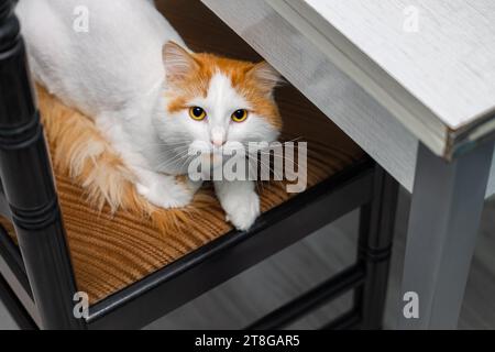 cat sits on a soft chair near the table. the cat hid on a chair. cat at home Stock Photo