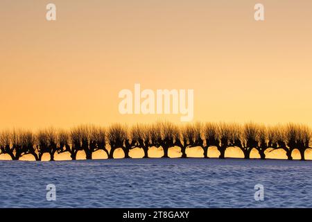 Row of pollarded European lime trees / pruned common limes / common linden (Tilia × europaea) silhouetted against orange sunset sky in winter Stock Photo