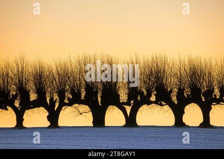 Row of pollarded European lime trees / pruned common limes / common linden (Tilia × europaea) silhouetted against orange sunset sky in winter Stock Photo