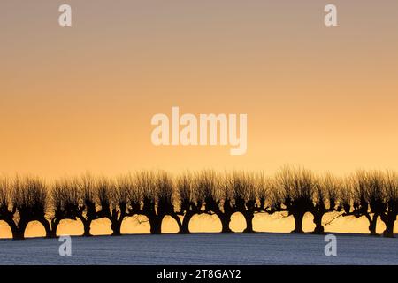 Row of pollarded European lime trees / pruned common limes / common linden (Tilia × europaea) silhouetted against orange sunset sky in winter Stock Photo