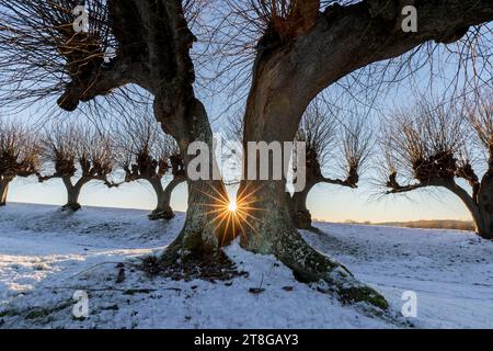 Sun shining through split European lime tree, struck by lightning and row of pruned common limes / common linden trees in snow covered field in winter Stock Photo