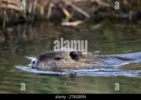 Coypu / nutria (Myocastor coypus) swimming along reed bed / reedbed, invasive rodent in Europe, native to South America Stock Photo