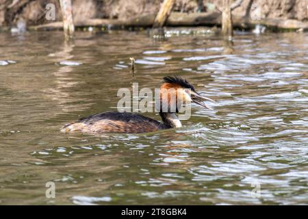 Great Crested Grebe, Podiceps cristatus has caught a fish. Bird with beautiful orange colors, a water bird with red eyes. It is the largest member of Stock Photo