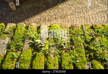Moss and lichen covering a brick wall. Netherlands. Stock Photo