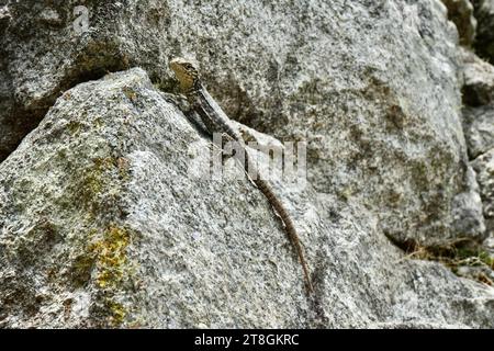 A beautiful green Tropidurus Torquatus Lizard on a rock in Peru. Stock Photo