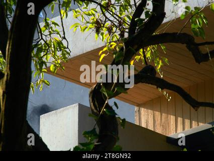 Facade detail and tree. Hotel Casa Polanco, Mexico City, Mexico. Architect: Gantous Arquitectos, 2022. Stock Photo