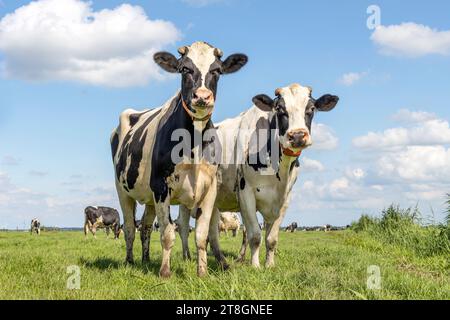 2 cows, couple looking curious black and white, in a green field under a blue sky and horizon over land Stock Photo