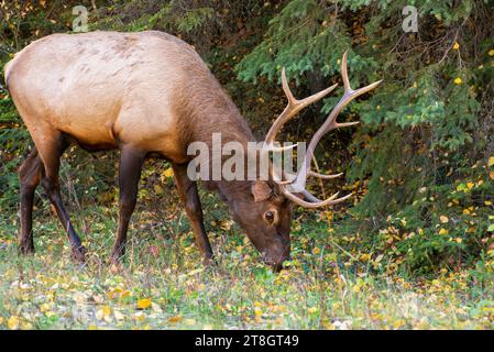 Bull elk in Prince Albert National Park Stock Photo
