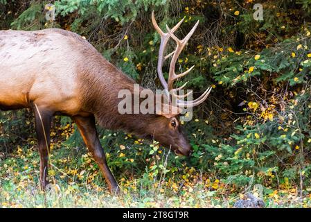 Bull elk in Prince Albert National Park Stock Photo
