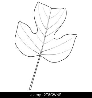 Tulip poplar or tulip tree leaf outline, vector botanical illustration ...