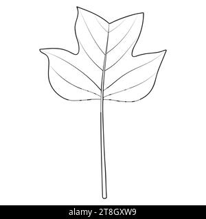 Tulip poplar or tulip tree leaf outline, vector botanical illustration. Large broad Liriodendron tulipifera leaf. Coloring book page. Stock Vector