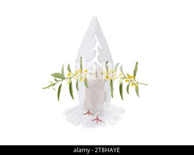 White dove with palm flowering olive branch isolated on white background Stock Photo