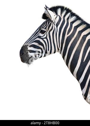 beautiful and clean zebra standing in profile isolated on white background Stock Photo
