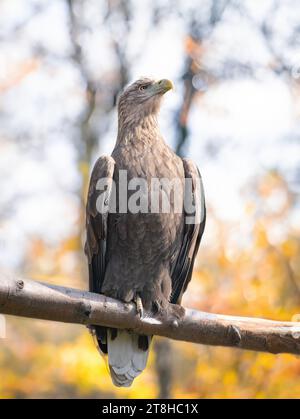 sea eagle sitting on a tree branch against the backdrop of an autumn forest Stock Photo