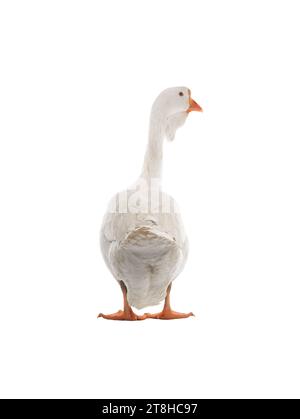 white goose isolated on white background Stock Photo