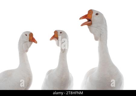 three portrait white goose isolated on a white background Stock Photo