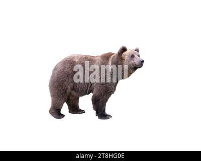 brown bear isolated on white background Stock Photo