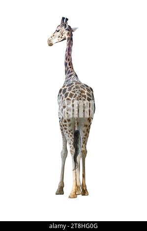 giraffe isolated on white background Stock Photo