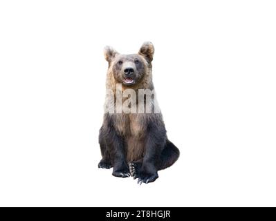 brown bear isolated on white background Stock Photo