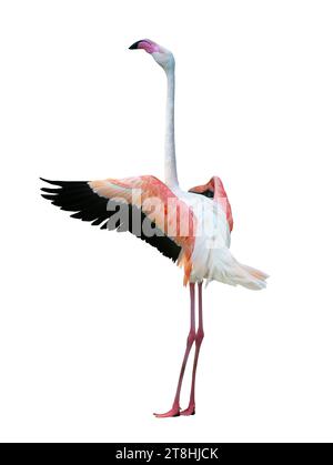 flamingo with outstretched wings isolated on a white background Stock Photo