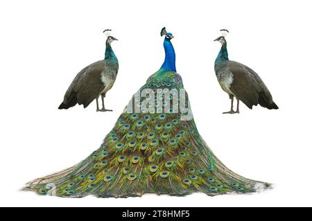 male and female peacock standing isolated on white background Stock Photo