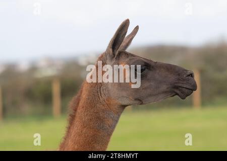 Llama head and shouders Stock Photo
