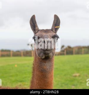 Llama head and shouders Stock Photo