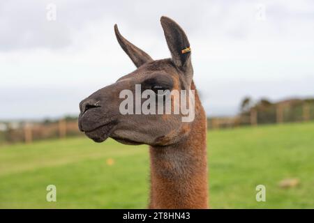 Llama head and shouders Stock Photo