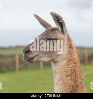 Llama head and shouders Stock Photo