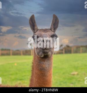 Llama head and shouders Stock Photo