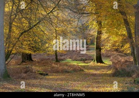 Autumn woodland scene in Bolderwood in the New Forest National Park, Hampshire, England, UK, with veteran beech trees showing autumn colours Stock Photo