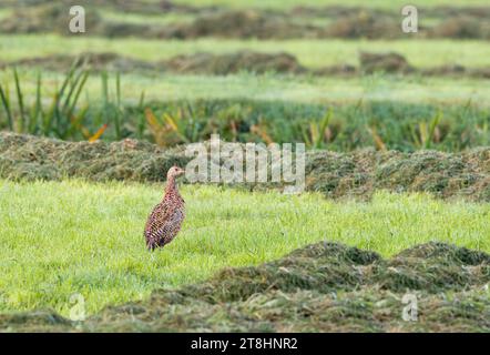 Solitary adult female Pheasant, Phasianus colchicus, walking attentively and looking with stretched neck in Dutch green meadow landscape during hay pe Stock Photo